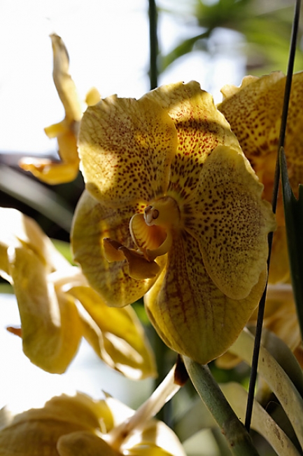Fleurs FEV12-020